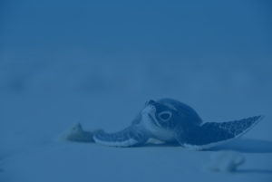 A baby sea turtle on the sand.